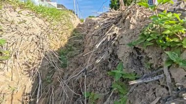 Kanalizasyon deliğinin duvarları arasında filizlenen bitki ya da otların görüntüleri..