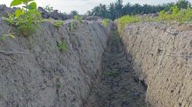 Kanalizasyon deliğinin duvarları arasında filizlenen bitki ya da otların görüntüleri..