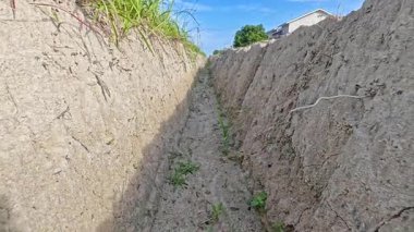 Kanalizasyon deliğinin duvarları arasında filizlenen bitki ya da otların görüntüleri..