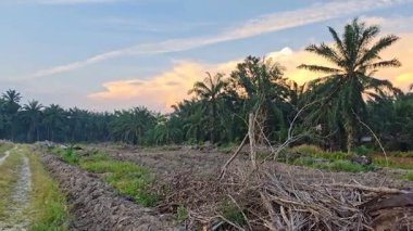 Banliyöde bulunan saban sürdükten sonra huzurlu tarım kırsalında sabahın erken saatlerinde gökyüzü.