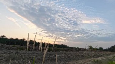 Çayırlarda yetişen renkli tropikal yabani otlar, gün doğumuyla birlikte..