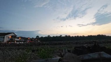 Çayırlarda yetişen renkli tropikal yabani otlar, gün doğumuyla birlikte..