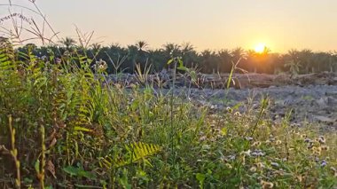 Çayırlarda yetişen renkli tropikal yabani otlar, gün doğumuyla birlikte..