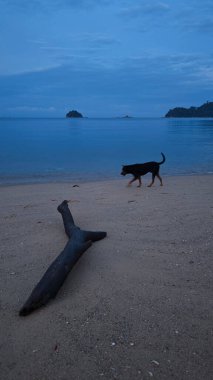 Uzak ufuktaki okyanusa doğru bakıyor..