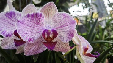 Renkli güve çiçeği çaydanlıktan filizleniyor..