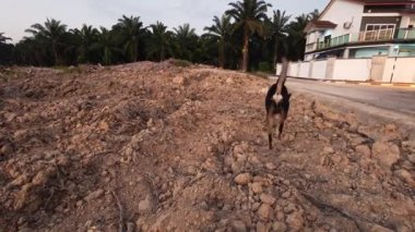 Perak, Malezya. 20 Şubat 2026: Kgkoh banliyösündeki kırsal alanda başıboş gezen vahşi köpeklerin manzarası.