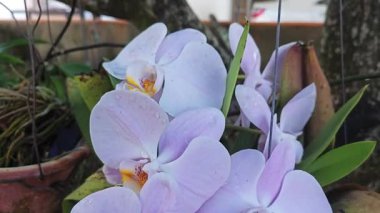 Tencerede büyüyen bir demet renkli orkide çiçeği..