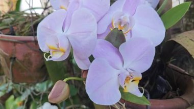 Tencerede büyüyen bir demet renkli orkide çiçeği..