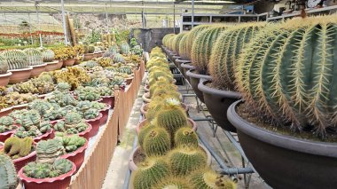 Kaktüs türlerinin çeşitli türleri açık bahçedeki bitki kökleridir..