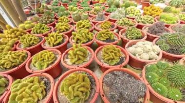 Kaktüs türlerinin çeşitli türleri açık bahçedeki bitki kökleridir..