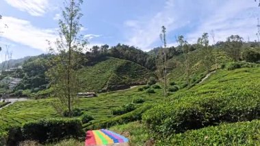 Pahang, Malezya. 9 Mart 2026: Cameron Valley Tea Cameron Highlands Çiftliği 'ndeki çay çiftliğinin manzara manzarası.