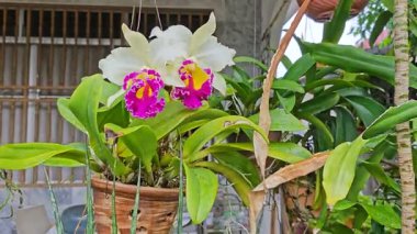 Rengarenk sığır çiçeklerinin çiçeklerini yakından çek