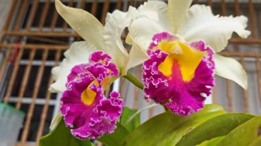 Rengarenk sığır çiçeklerinin çiçeklerini yakından çek