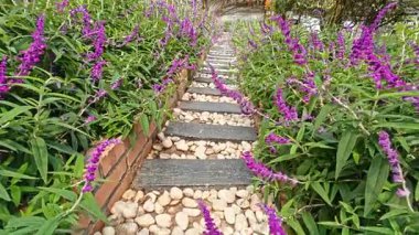 Pahang, Malezya. 09 Mart 2026: Lavanta Bahçesi Parkı, Cameron Highlands, Tringkap 'ta çiçek açan rengarenk deniziyle mest olmuş manzara