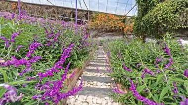 Pahang, Malezya. 09 Mart 2026: Lavanta Bahçesi Parkı, Cameron Highlands, Tringkap 'ta çiçek açan rengarenk deniziyle mest olmuş manzara