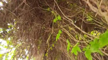 Pahang, Malezya. 09 Mart 2026: Lavanta Bahçesi Parkı, Cameron Highlands, Tringkap 'ta çiçek açan rengarenk deniziyle mest olmuş manzara