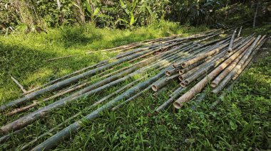 Orman tepesinin yamacında tropikal bitki örtüsü.