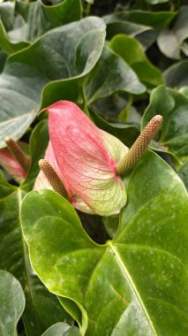 Anthurium scherzerianum Schott çiçek bitkisinin yakın çekimi..