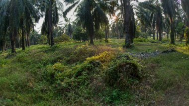 Güneş ışığı uzak plantasyondaki yapraklı palmiye ağaçlarının arasından ışıldıyor..