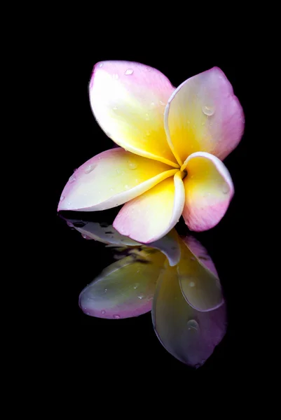 Frangipani — Zdjęcie stockowe