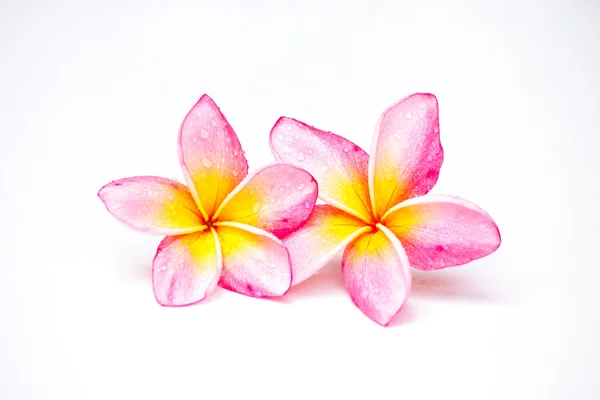 Frangipani — Zdjęcie stockowe