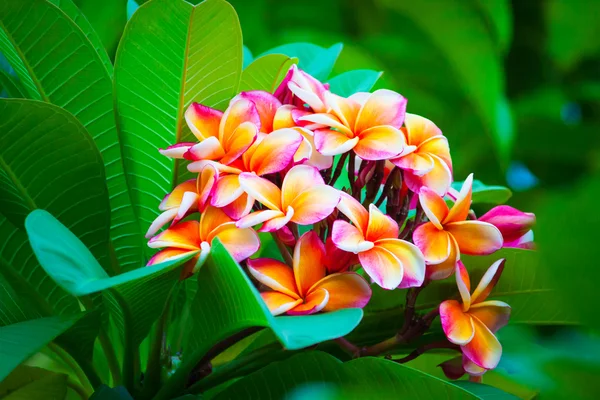 Frangipani — Stockfoto