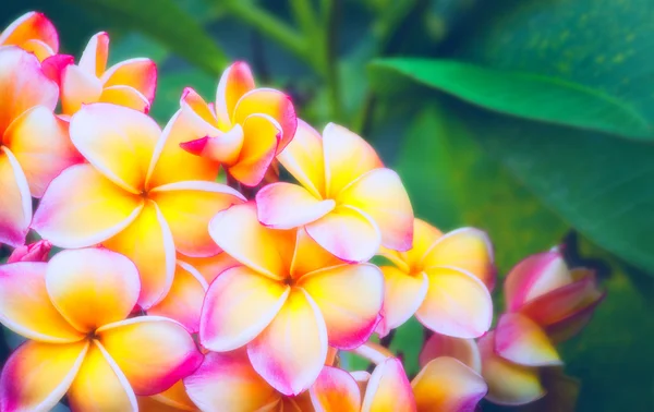 Frangipani — Stockfoto