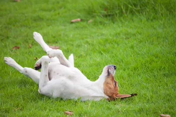 Hund ist glücklich — Stockfoto