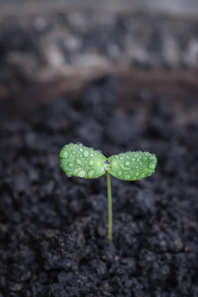 Sapling, a mão de uma criança, sol, natureza . — Fotografia de Stock