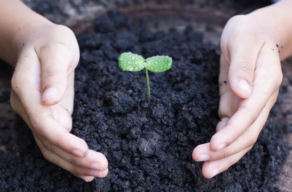 Sapling, a child\'s hand, sun, nature.