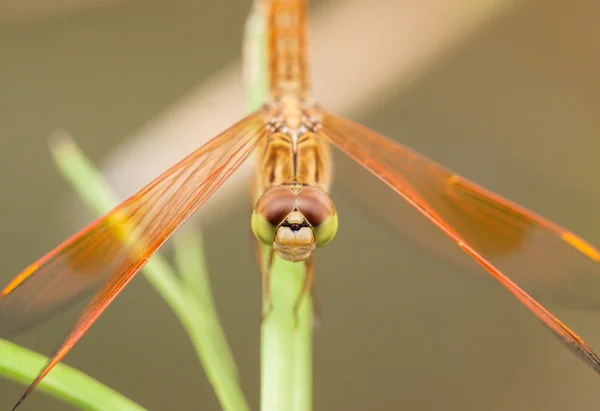 Libellula sul fiore — Foto Stock