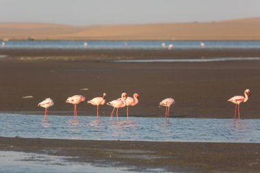 Pembe flamingo sürüsü kıyı boyunca suda yürüyor. Namibya, Atlantik kıyısı
