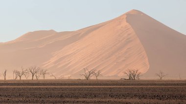 Kayalık çöldeki ölü ağaçlar büyük bir kum tepesinin ve açık mavi gökyüzünün arka planına karşı. Sossuflei, Namibya, Afrika.