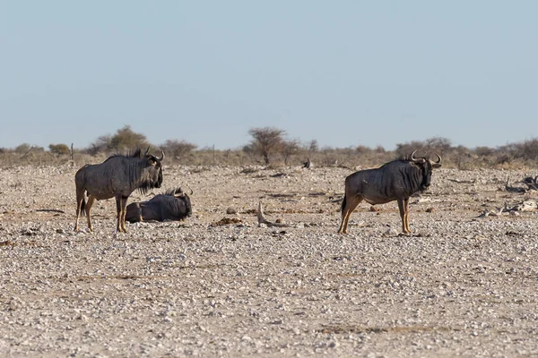 Etosha, Namibie, 18. června 2019: Uprostřed neživé skalnaté pouště odpočívá několik modrých pakoňů — Stock fotografie