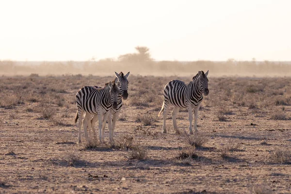 Etosha, Namibia, 18 giugno 2019: Diverse zebre si trovano in mezzo al deserto, sullo sfondo arbustivo nella foschia — Foto Stock