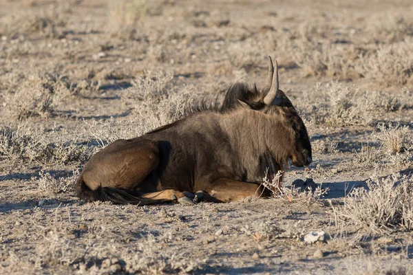 Etosha, 19 juin 2019 : Un gnous bleu se trouve au milieu de l'herbe aride dans le désert et regarde au loin — Photo