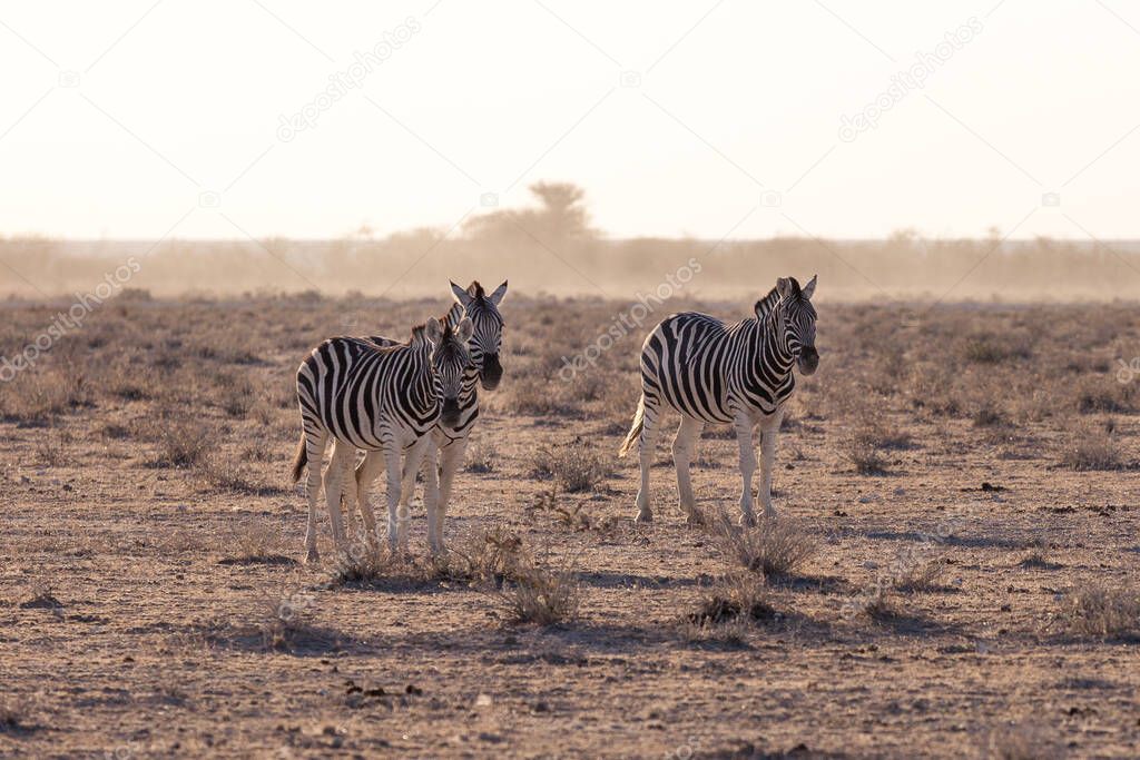 Etosha, Namibia, June 18, 2019: Several zebras stand in the middle of the desert, in the background shrubbery in the haze