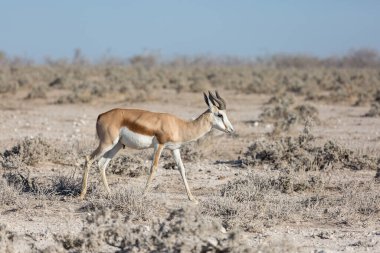 Etosha, Namibya, Afrika, 18 Haziran 2019: Springbok savanda tek başına yürüyor