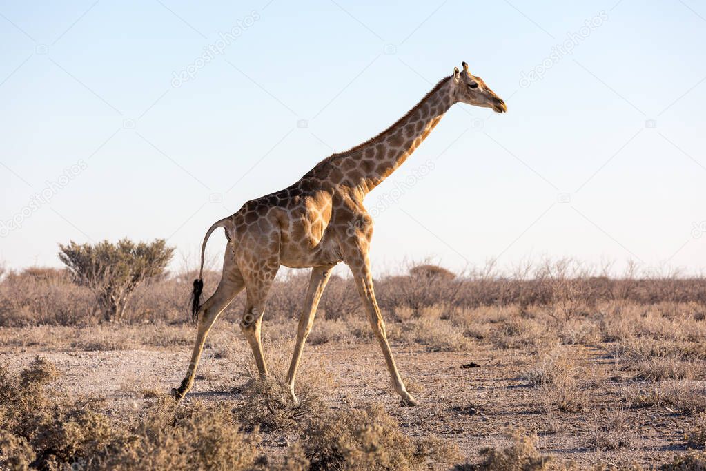 Etosha, Namibia, June 19, 2019: An adult giraffe walks through the desert, with bushes in the background.