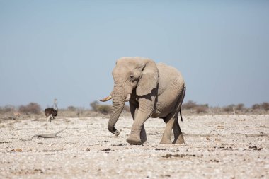 Etosha, Namibya, 19 Haziran 2019: Kayalık çölde arkamızda çalılarla büyük bir fil yürüyor.