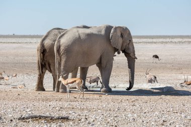 Etosha, Namibya, 19 Haziran 2019: İki yetişkin fil kayalık çöldeki küçük bir su birikintisinde Afrika antilobu ve yarış bisikletleriyle koşuyor.