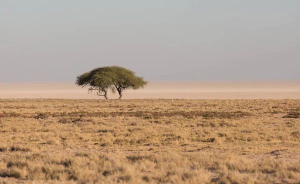 Etosha, Namibia, June 19, 2019: A lone tree stands in the middle of the desert, skyline visible — Stock Photo, Image