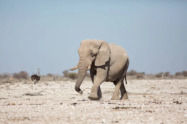 Etosha, Namibia, 19 czerwca 2019: Duży słoń przechodzi obok nas po skalistej pustyni z krzakami w tle — Zdjęcie stockowe