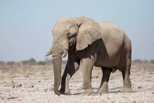 Etosha, Namibie, 19. června 2019: Velký slon stojí uprostřed skalnaté pouště s keři v pozadí. Detailní záběr, boční pohled — Stock fotografie