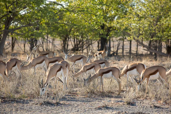 Etosha Namibie Juin 2019 Troupeau Springboks Mange Herbe Sèche Ombre — Photo