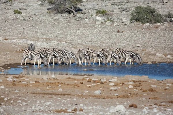 Etosha, Namíbia, 2019. június 19.: Egy tucat zebra iszik vizet egy sziklás sivatagban lévő itatóban — Stock Fotó