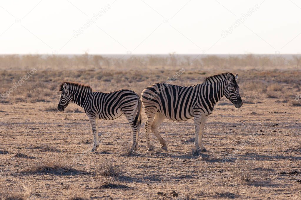Etosha, Namibia, June 18, 2019: Two zebras stand back to back in the middle of the desert, bush in the background in the haze