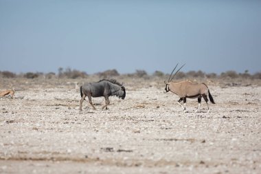 Etosha, Namibya, 19 Haziran 2019: Mavi antilop ve antiloplar kayalık çölde birbirlerine doğru yürüyorlar.