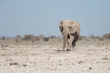 Etosha, Namibya, 19 Haziran 2019: Büyük bir Afrika fili arka planda devekuşu ve çalılarla kayalık çölde bize doğru yürüyor.