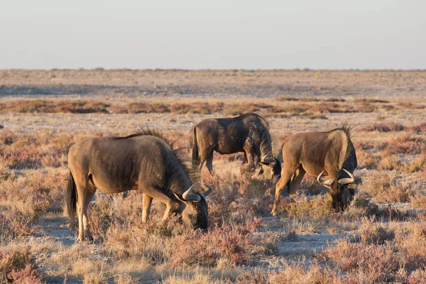 Etosha Namibie Juin 2019 Plusieurs Gnous Bleus Broutent Dans Désert — Photo